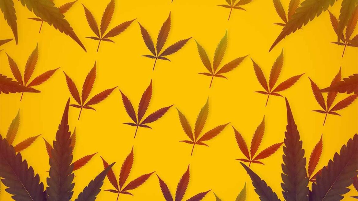 Descubre 5 famosos que fuman marihuana