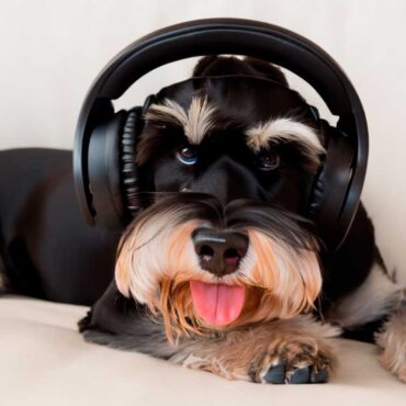 perro escuchando música